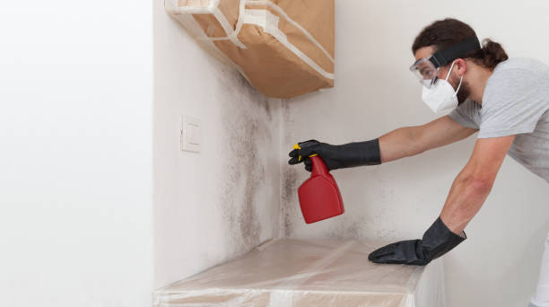 Professional Basement Mold Removal technician working in Pembroke Pines, FL