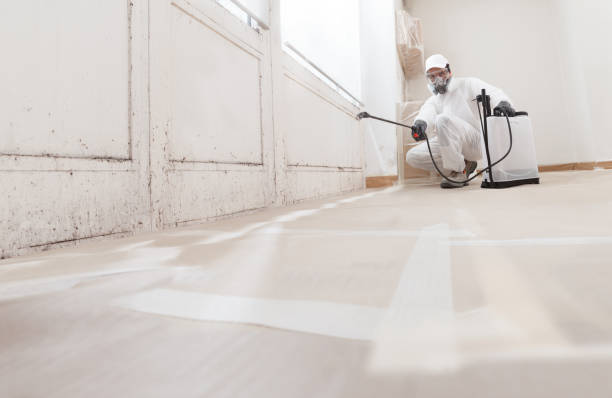 24/7 Emergency Basement Mold Removal experts in Pembroke Pines, FL