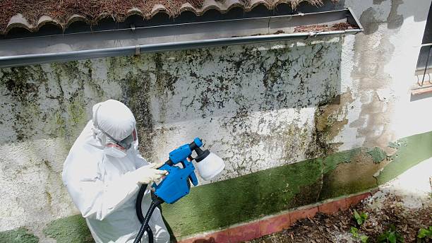 Top rated local Basement Mold Removal specialists in Pembroke Pines, FL